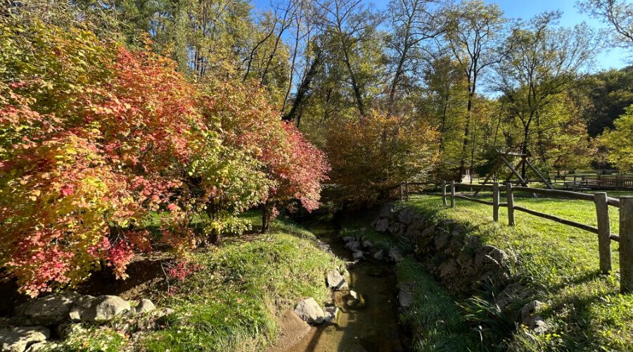 bosco romagno foglie rosse